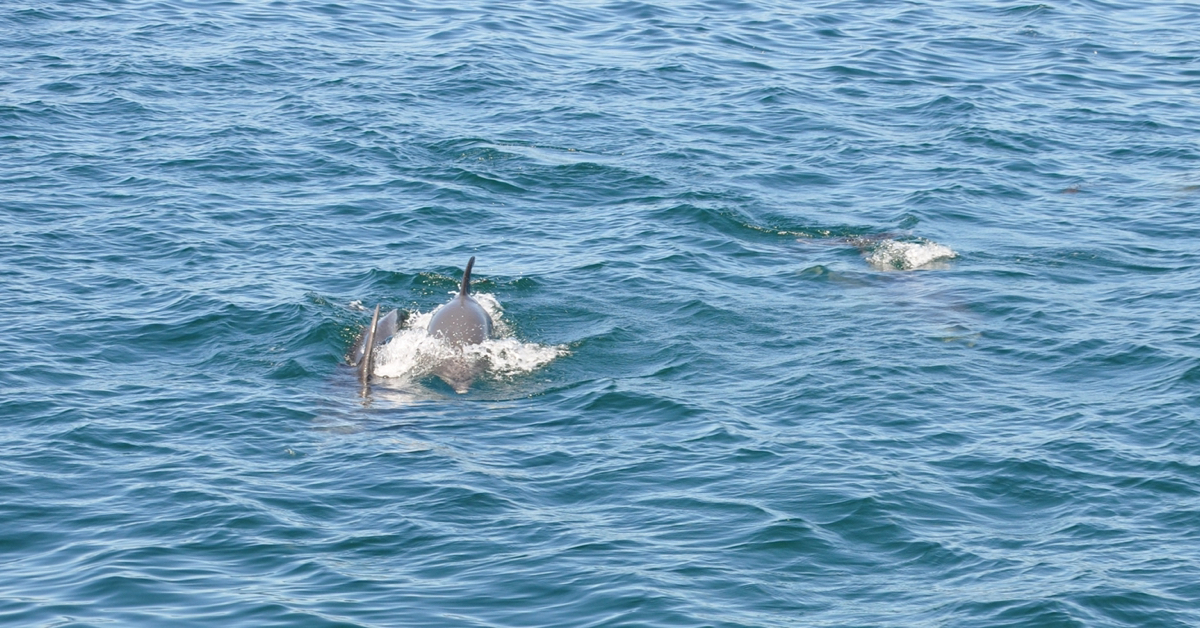 Grupo de delfines nadando cerca del barco durante la travesía por la Ría de Arousa
